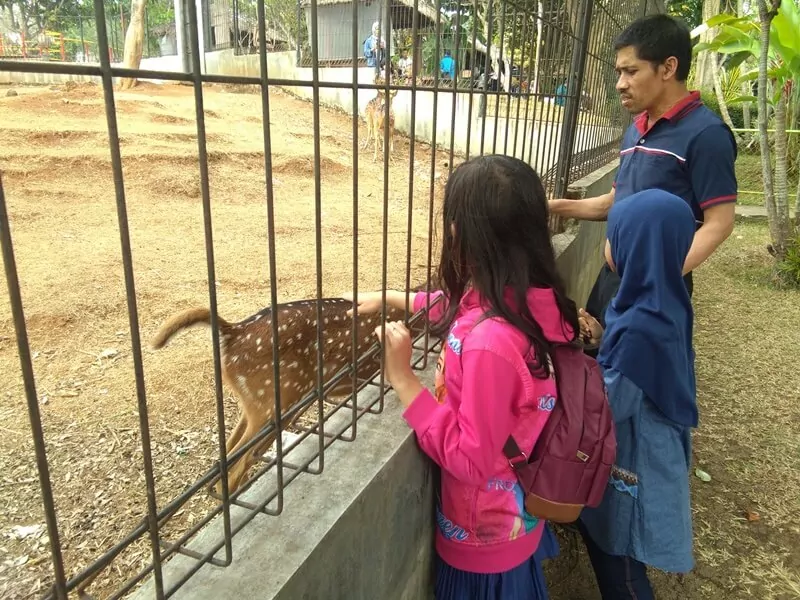 mini zoo awc